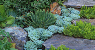 Succulent Garden