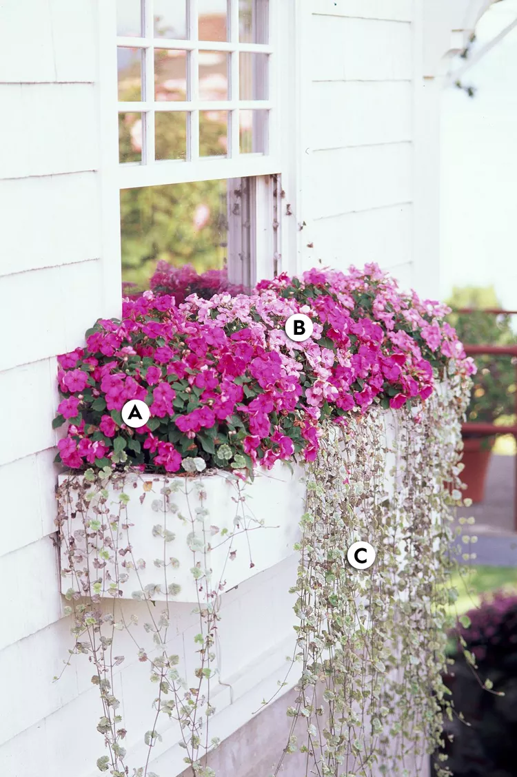 10 Beautiful Window Box Flowers to Brighten Up Your Home Exterior