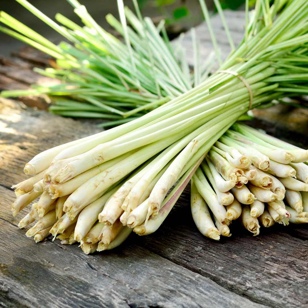 Lemon Grass Plant