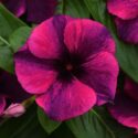 Vinca Flowers