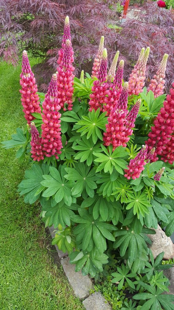 Lupine Flowers: A Beautiful Addition to Your Garden