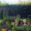 Small Garden Ideas