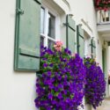 Window Box Flowers