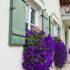 Window Box Flowers