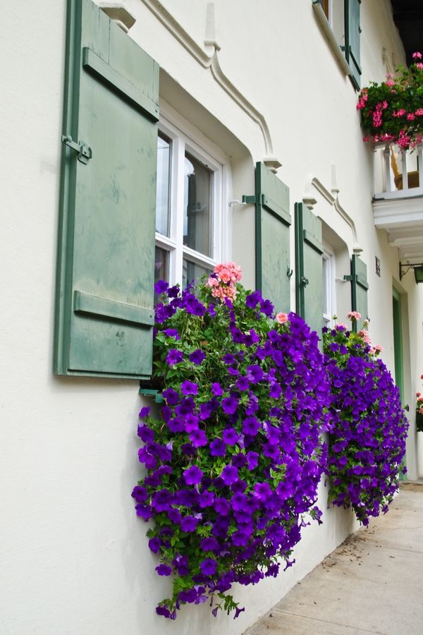 Window Box Flowers