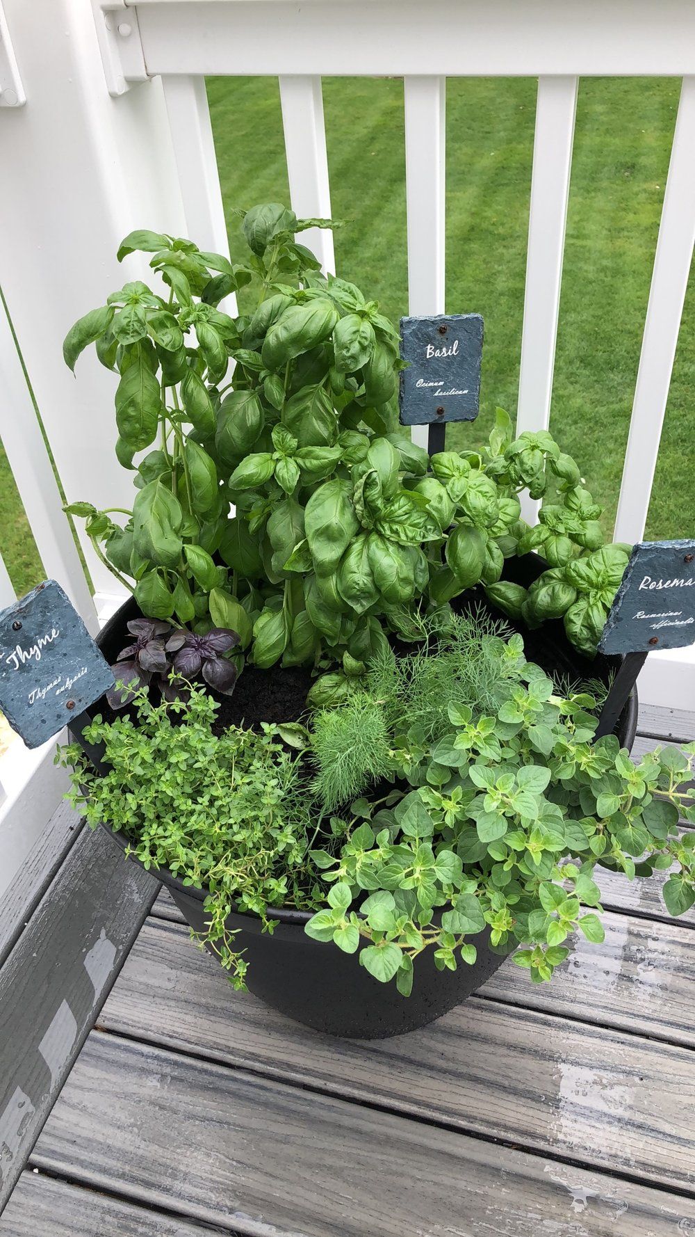 Herb Garden Tips for Beginners