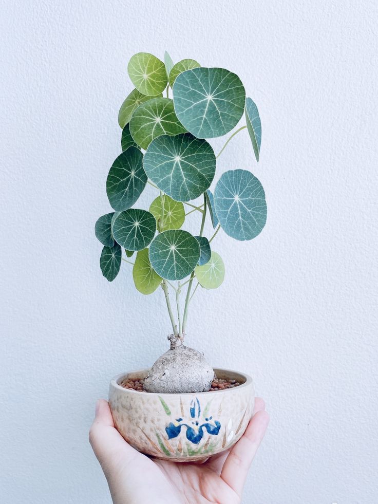 House Plants Tips for Beginners