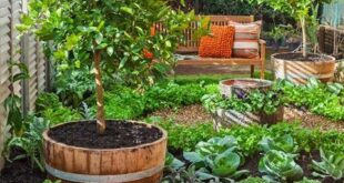 Vegetable Garden Design