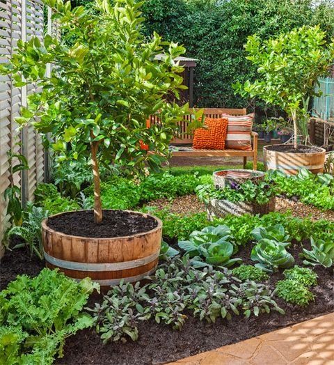 Vegetable Garden Design Tips for a Bountiful Harvest