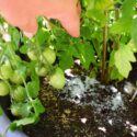 Epsom Salt For Plants