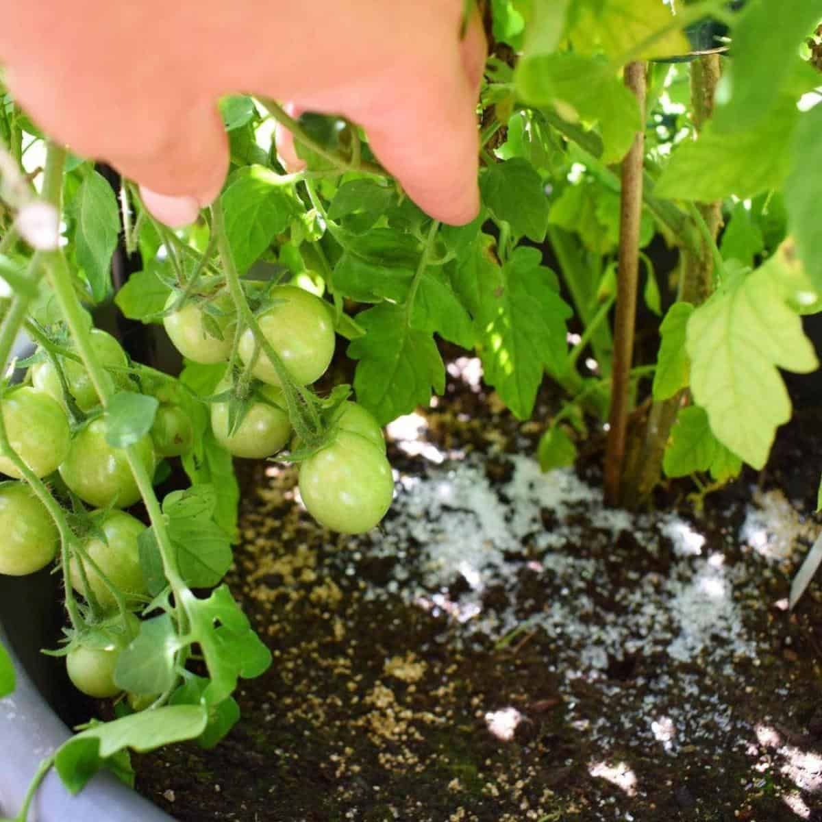 Epsom Salt For Plants Benefits of Using Epsom Salt in Your Garden for Healthy, Thriving Plants