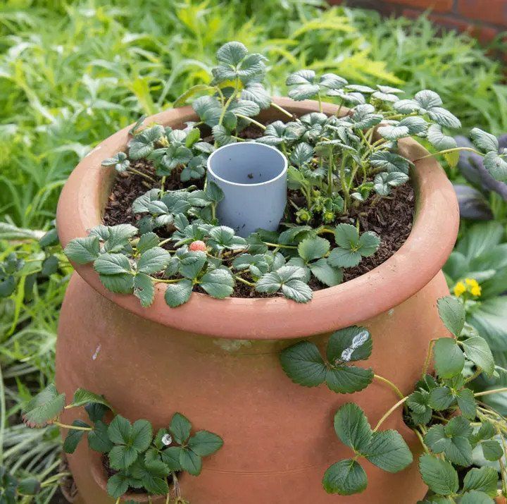 Strawberry Planter Ideas Creative Ways to Grow Strawberries in Small Spaces