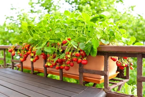 Strawberry Planter Ideas Creative Ways to Grow Strawberries in Small Spaces