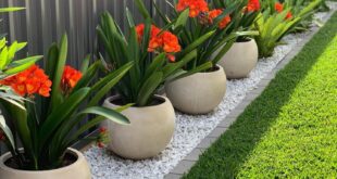 Backyard Landscaping Ideas