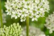 Allium Flowers