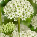 Allium Flowers