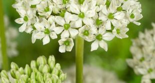 Allium Flowers