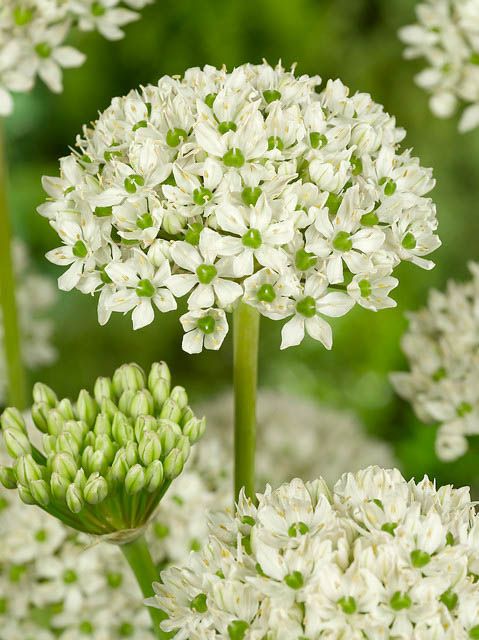 Allium Flowers The Beauty of Ornamental Onion Blooms