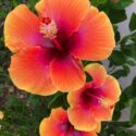 Hibiscus Flowers