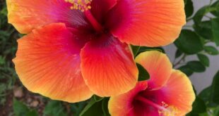 Hibiscus Flowers