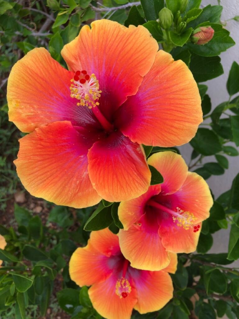 Hibiscus Flowers