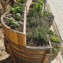 Barrel Planter Ideas