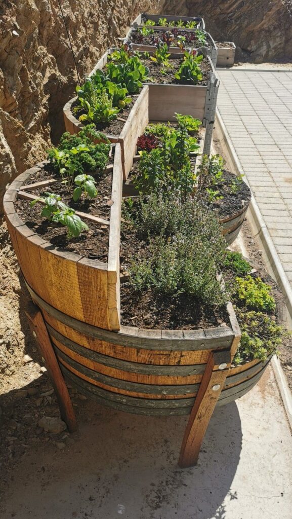 Barrel Planter Ideas