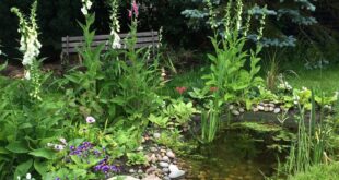 Backyard Pond Ideas