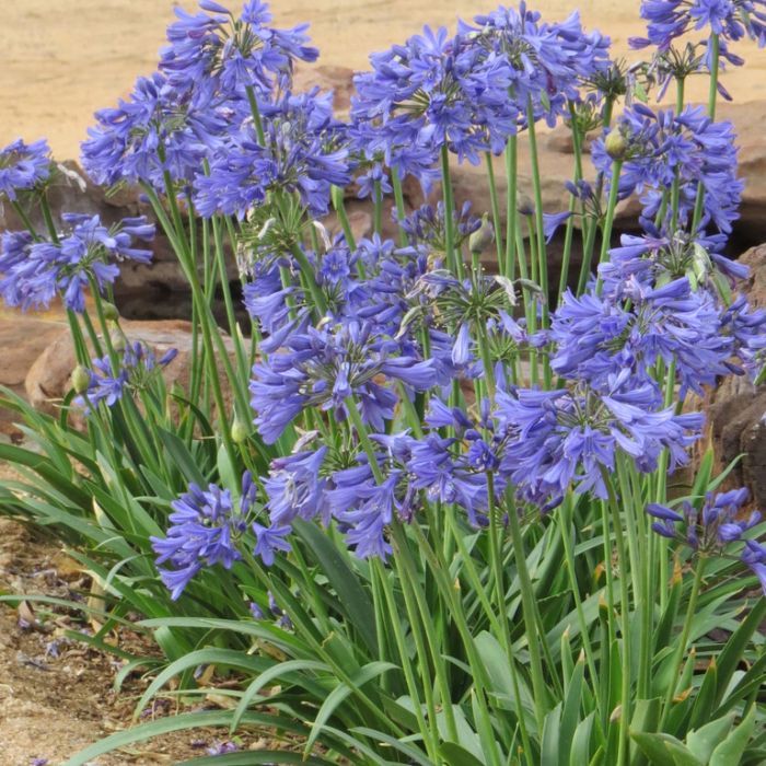 Best Plants Around The Pool Top Poolside Plants for a Tropical Oasis