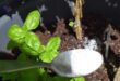 Epsom Salt For Plants