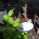 Epsom Salt For Plants