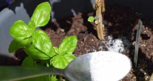 Epsom Salt For Plants