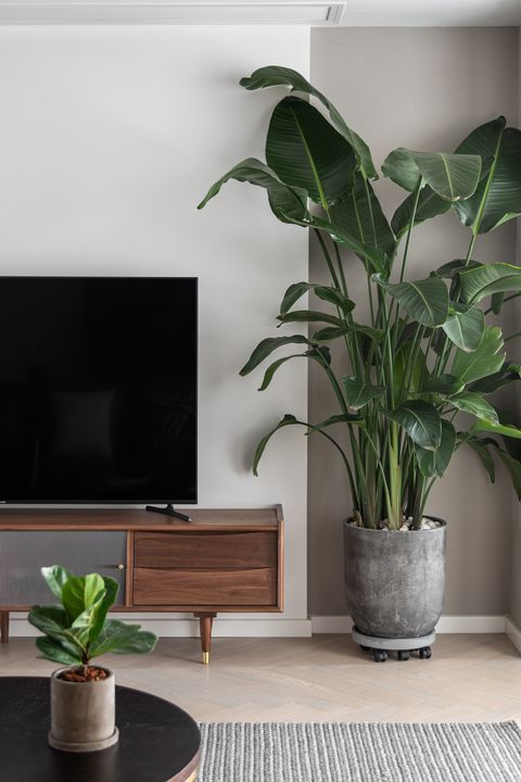 Indoor Plants The Benefits of Bringing Nature Inside Your Home