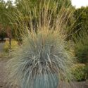 Full Sun Drought Tolerant Plants