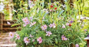 Container Plants