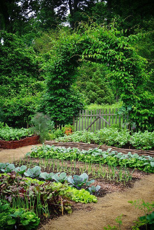 7 Expert Tips for Starting a Successful Vegetable Garden