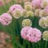 Allium Flowers