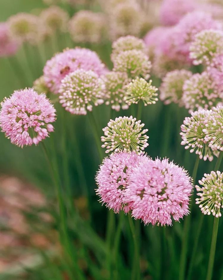 Allium Flowers A Beautiful Splash of Color in Your Garden