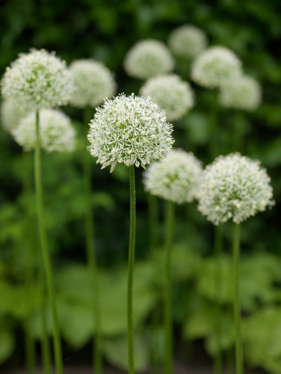 Allium Flowers: A Guide to Growing and Caring for These Unique Blooms
