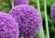 Allium Flowers