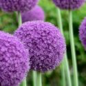 Allium Flowers