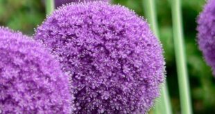 Allium Flowers