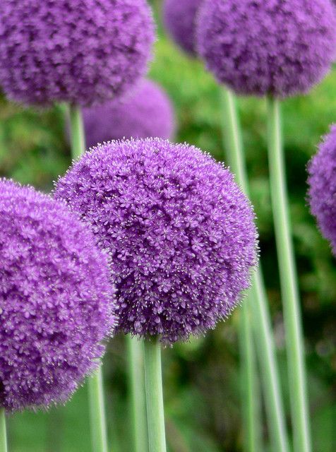 Allium Flowers A Guide to These Beautiful Spring-Blooming Bulbous Plants