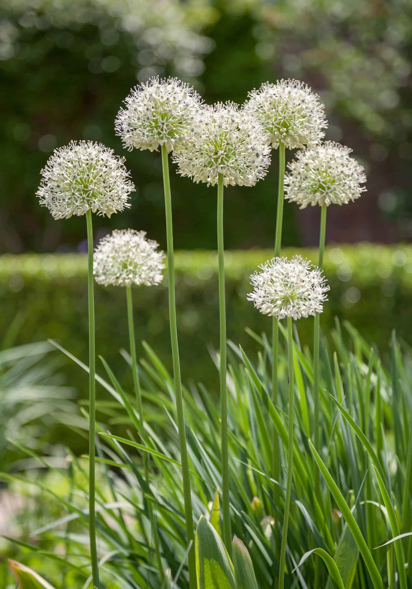 Allium Flowers A Stunning Addition to Any Garden