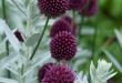 Allium Flowers