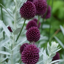 Allium Flowers