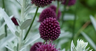 Allium Flowers