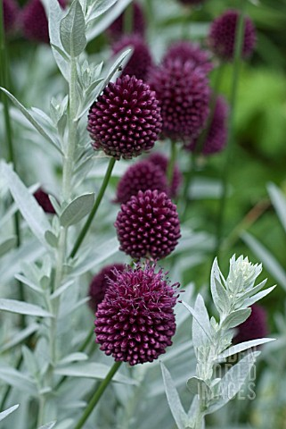 Allium Flowers A beautiful addition to your garden: the Allium flower