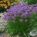 Allium Flowers