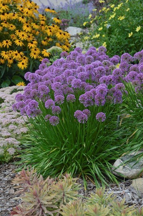 Allium Flowers Characteristics and Care